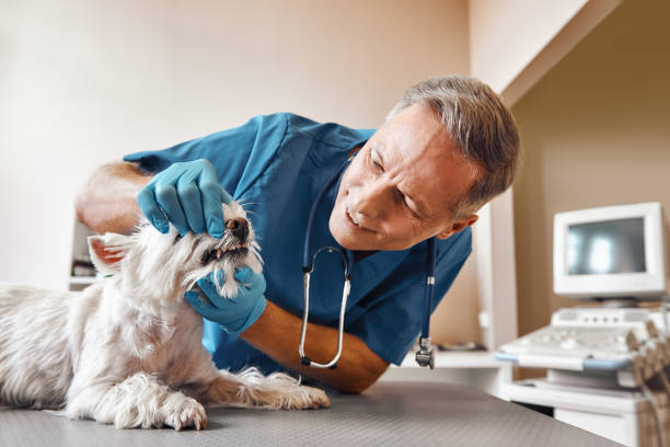 Best Emergency Gum Treatment in Naples, TX